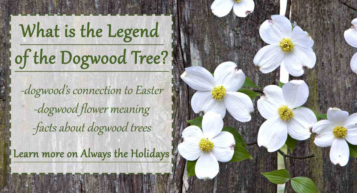 Legend of the dogwood tree text overlay and dogwood flowers White dogwood flowers on a wooden fence with a text overlay advertising the legend of the dogwood tree and facts about dogwood trees and the dogwood flower meaning.
