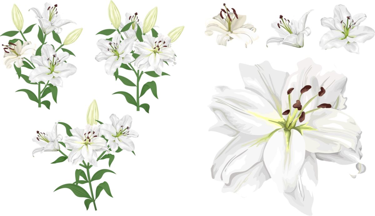A drawing of Easter lilies on their stems, and drawings of the flowers up close to show what Easter lilies look like.