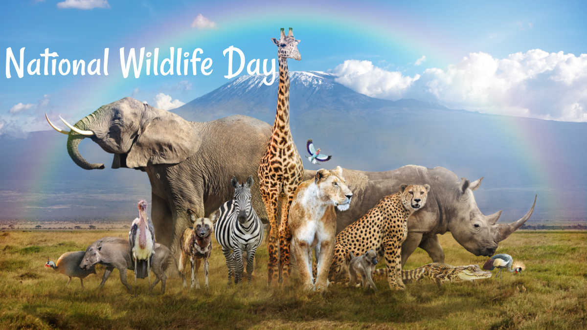 National Wildlife Day African animals in a field with words National Wildlife Day above them in white text.
