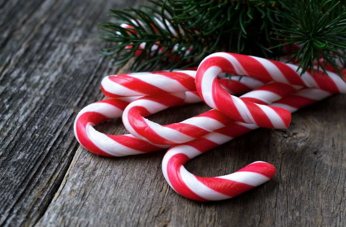 candy cane day Candy canes on a wooden table with pine branches.