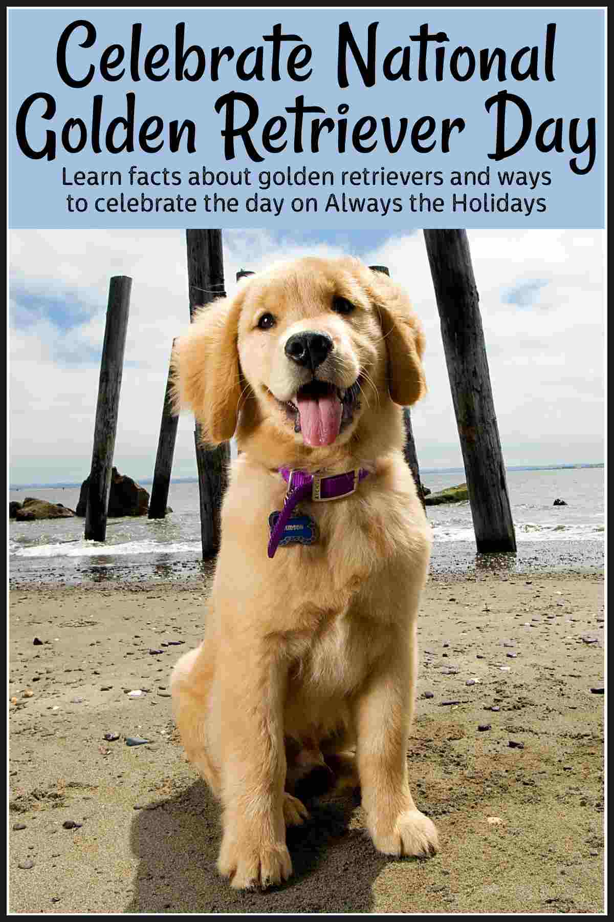 Find Out All About National Golden Retriever Day A golden retriever puppy with a purple collar sitting on the beach with a text overlay above him that reads "Celebrate National Golden Retriever Day, Learn facts about golden retrievers and ways to celebrate the day on Always the Holidays".