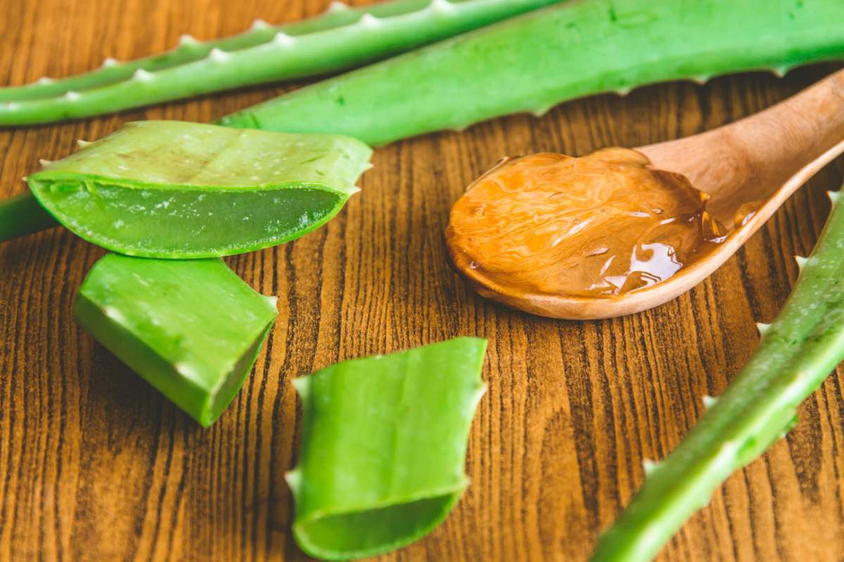 Aloe vera A spoonful of aloe vera gel on a wooden spoon next to cut aloe vera stalks, to illustrate the medicinal benefits of houseplants like aloe vera.