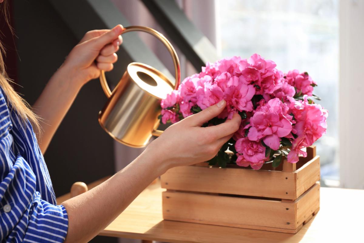 Watering pink flowers A woman caring for houseplant by using a gold watering can to water pink flowers in a wooden box.
