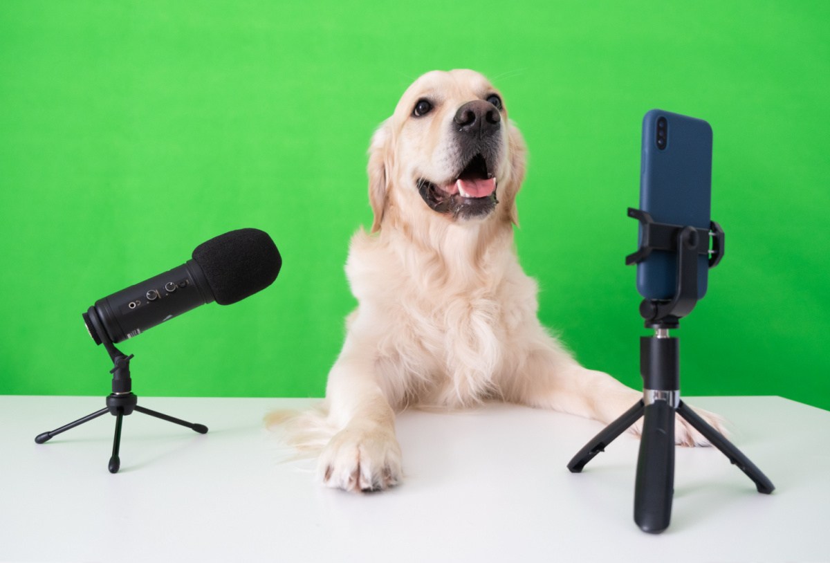 Golden retriever with cell phone and microphone One of the many famous golden retrievers sitting at a desk against a green background with a microphone pointed at him, and a smartphone recording him.