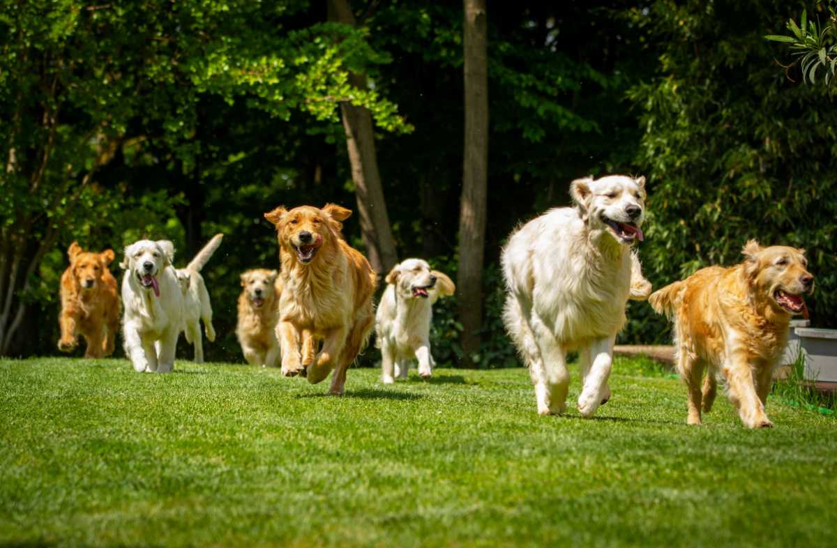Golden retrievers running A lawn with trees in the background with seven golden retrievers (of various golden retriever colors) running towards the front of the photo.