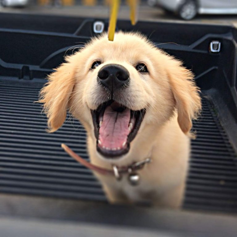 A golden retriever puppy sitting in the back of a truckbed.