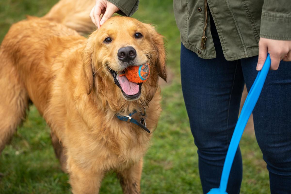 Golden retriever with tennis ball A happy golden retriever holding an orange tennis ball next to a human petting him holding a ball launcher, showing that the golden retriever temperament is happy, energetic and loving.