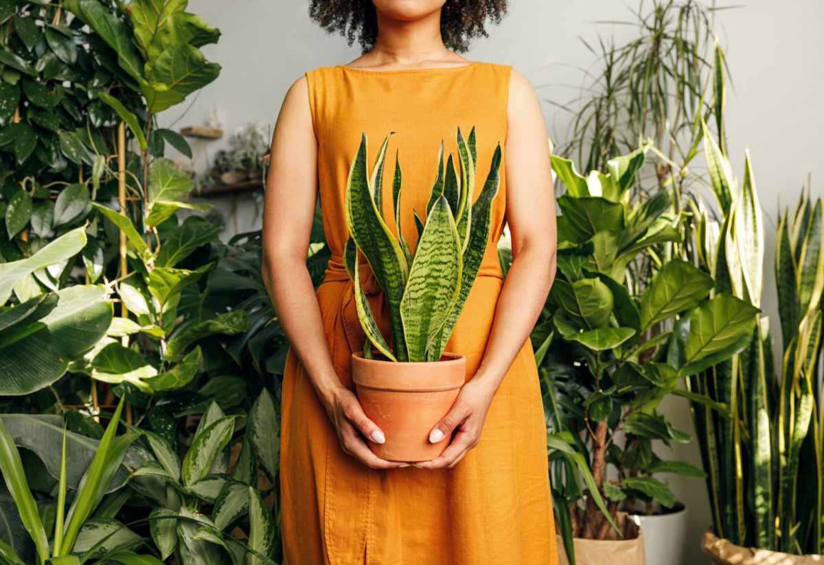 Woman holding snake plant A woman with short curly hair in a yellow dress holding a Sansevieria (commonly known as a snake plant) standing in front of a bunch of other houseplant types; her face is not visible.