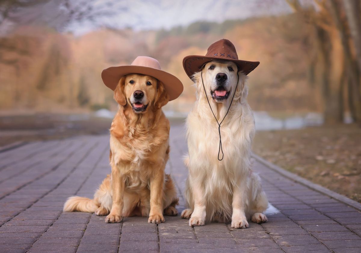 Golden retrievers with hats Two types of golden retriever wearing cowboy hats sitting on a concrete path in front of a lake with trees around it.