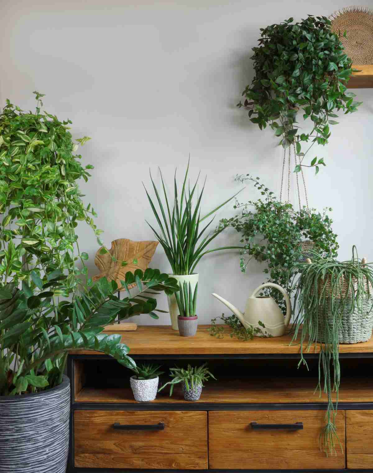 Various houseplants Many varieties of houseplants on a wooden console table, with one vining plant hanging above it.