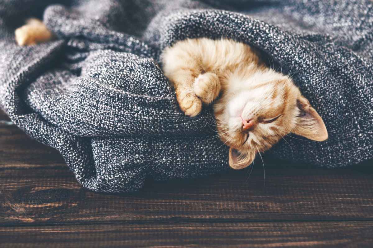 Cat in blanket An orange cuddly kitten snuggled up in a grey blanket.