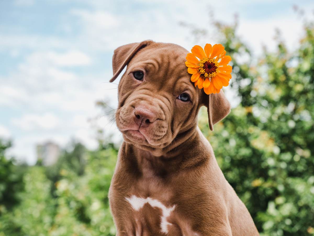 Dog with flower A brown puppy with an orange flower behind her ear.