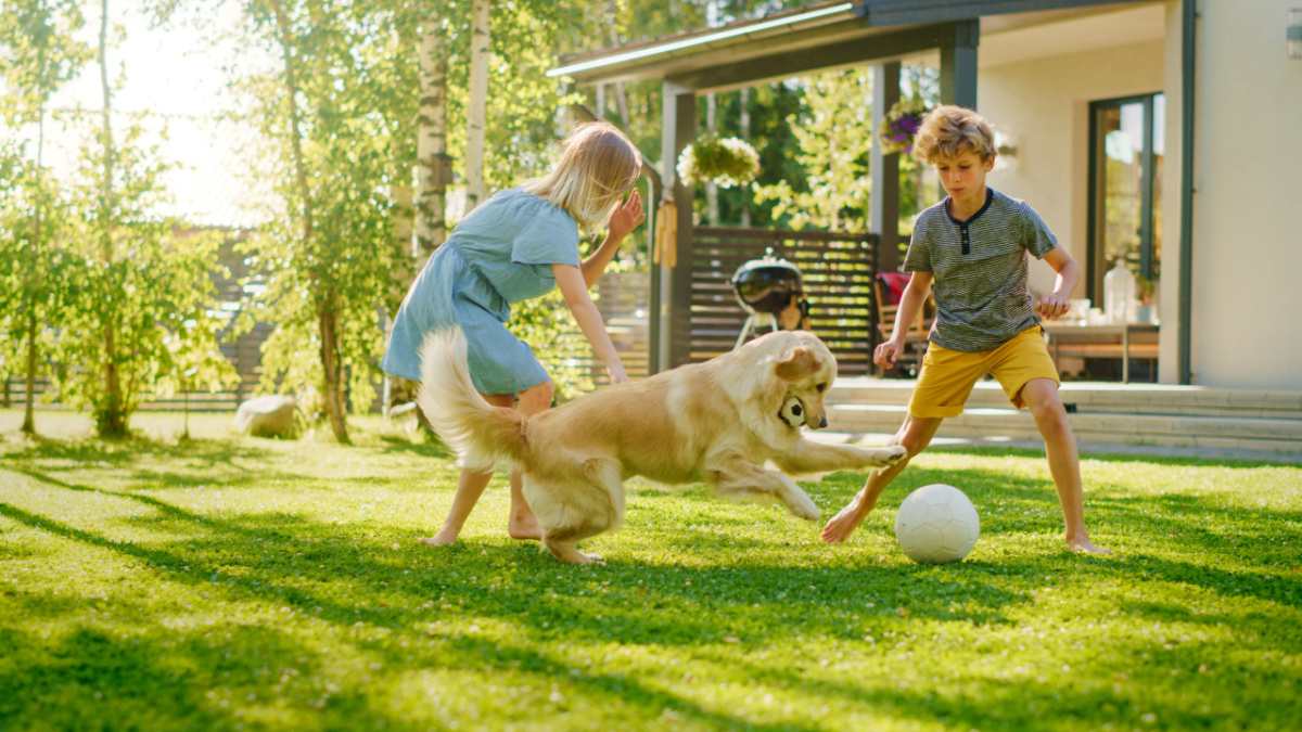 Children playing with dog Two children playing with a golden retriever dog and a ball in the yard.