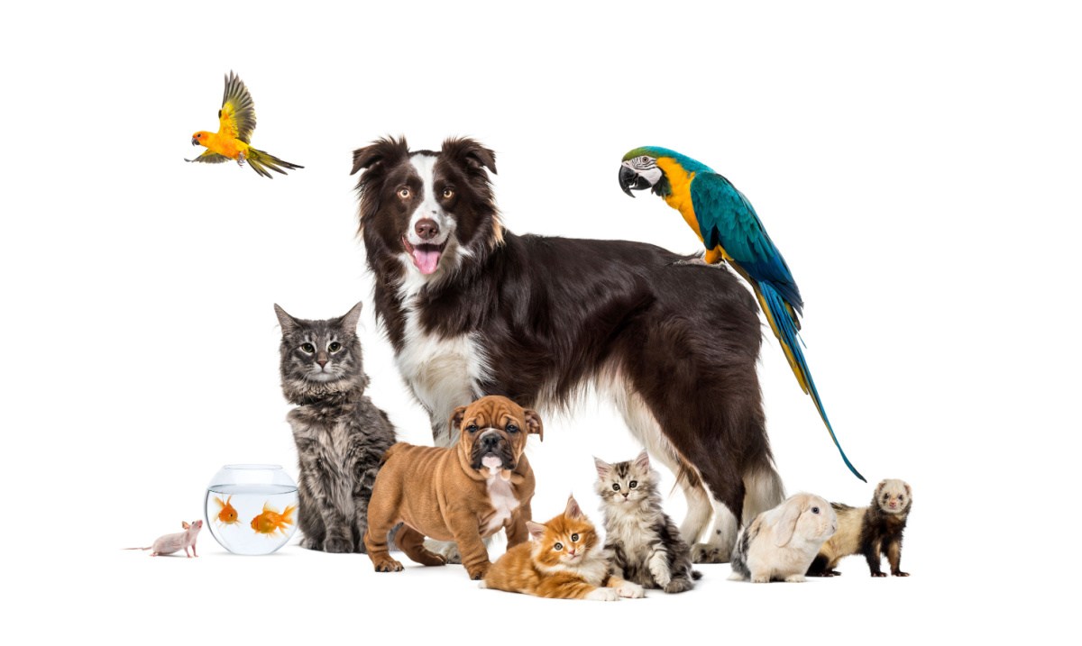 Pets posing A bunch of pets including cats, dogs, birds, fish and ferrets posing together for a photo with a white background.