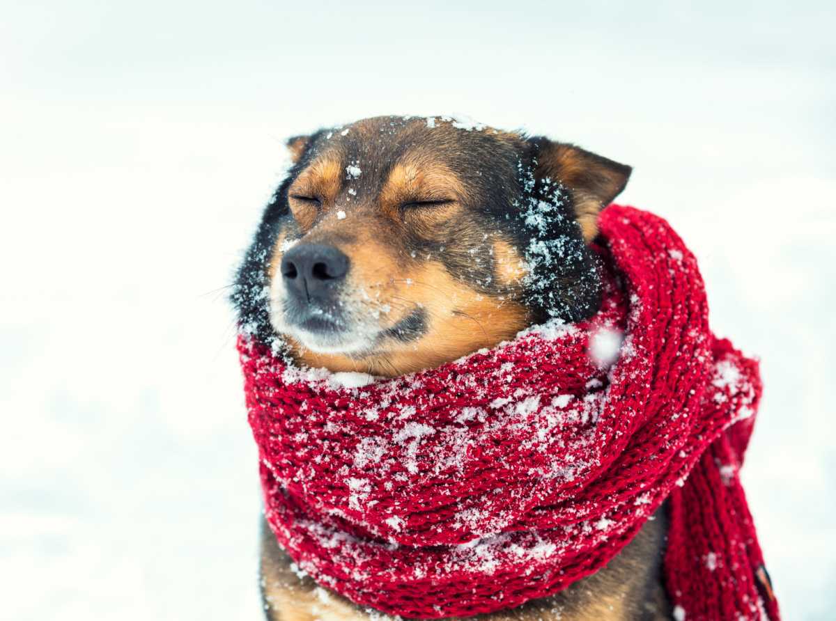 Dog in scarf A dog outside wearing a red scarf while it's snowing, and snow falling on him while he has his eyes closed.