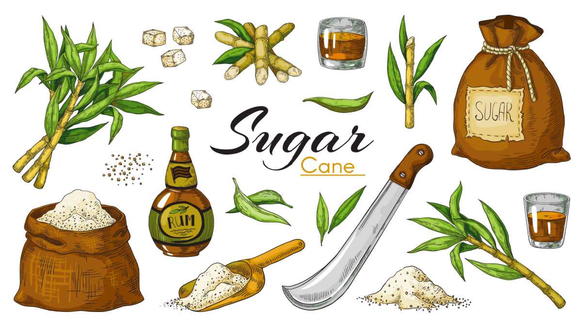 Sugarcane illustration A white background with the word "sugar cane" in the center surrounded by various types of sugarcane used to make rum, including fresh sugarcane, refined sugarcane, as well as a bottle of rum, a machete, a shot of rum, and a sack of sugarcane.