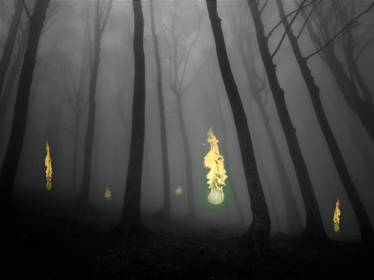 A dark forest with illuminated will o the wisps (also called ghost lights, spook lights, and orbs) floating around in the space between the trees.