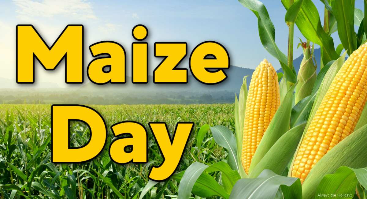 A corn field with two opened corn ears on the right side and a yellow text overlay on the left side that says "Maize Day".
