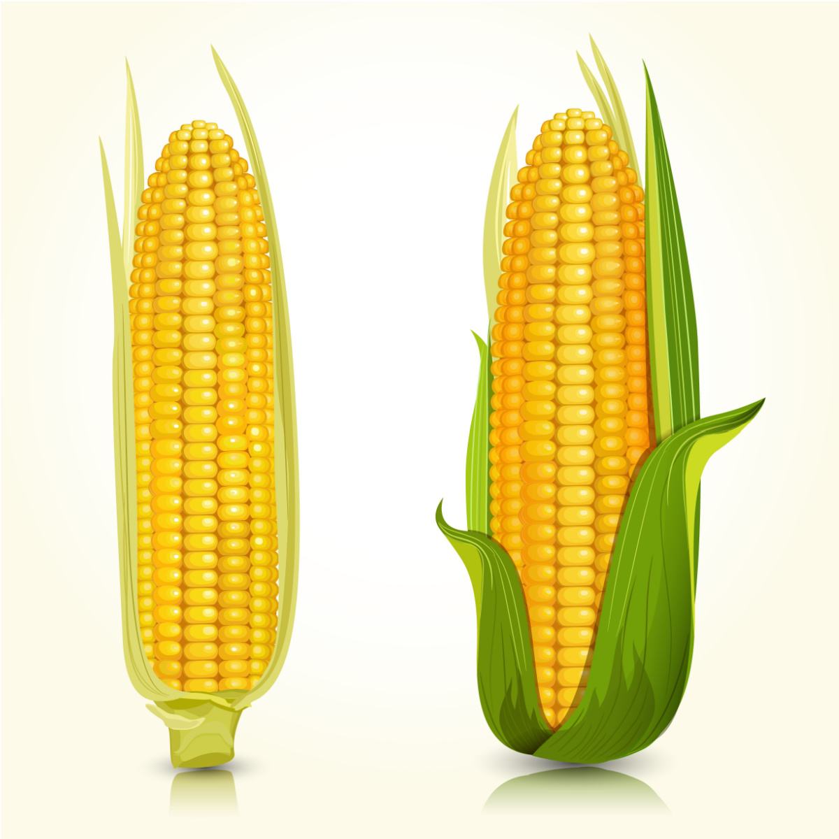 An illustration of two ears of corn, one mostly peeled, and one half peeled to illustrate the debate of the maize vs corn difference.