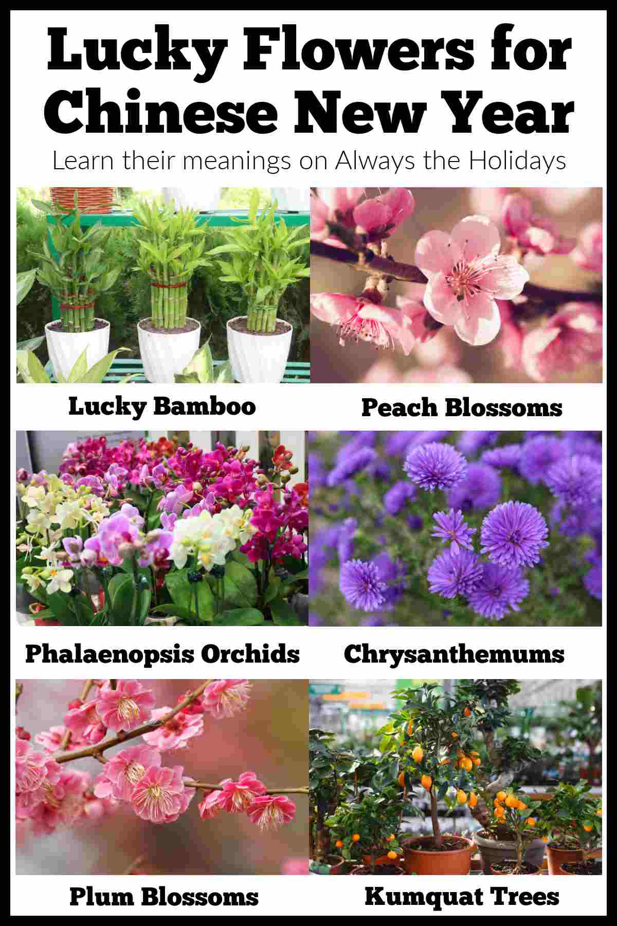 Learn about the different flowers for Chinese New Year and their meanings at Always the Holidays. See how these beautiful flowers bring good luck for the coming year! #ChineseNewYear ChineseNewYearFlowers A graphic of floral Chinese New Year symbols, with six images Chinese New Year flowers in three rows of two images with the names under each one - in order from top left to bottom right they are Chinese New Year lucky bamboo, peach blossoms, Chinese New Year orchids, Chinese New Year chrysanthemums, plum blossoms and a kumquat tree, with a text overlay at the top in black lettering that reads "Lucky Flowers for Chinese New Year".