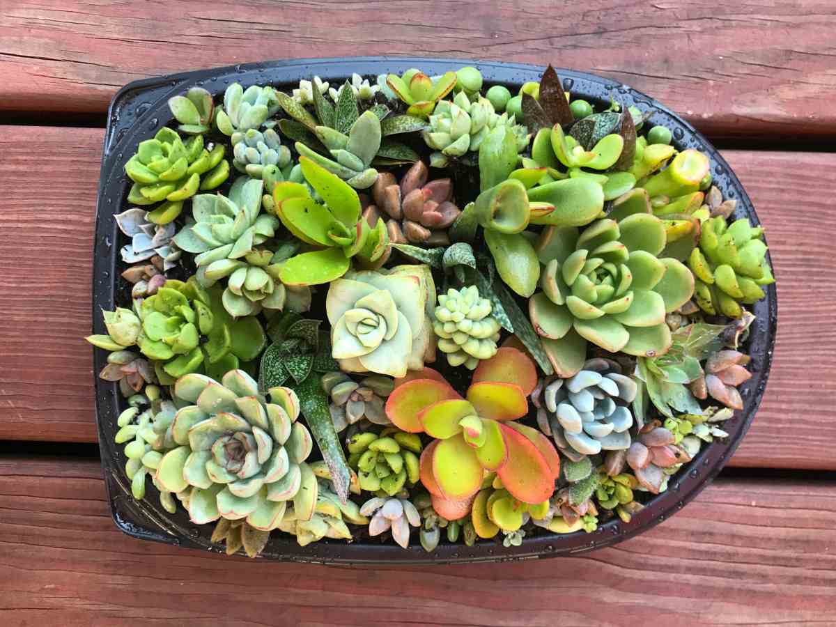A mini terrarium for succulents made from a reused rotisserie chicken container, as a low waste Earth Day craft.