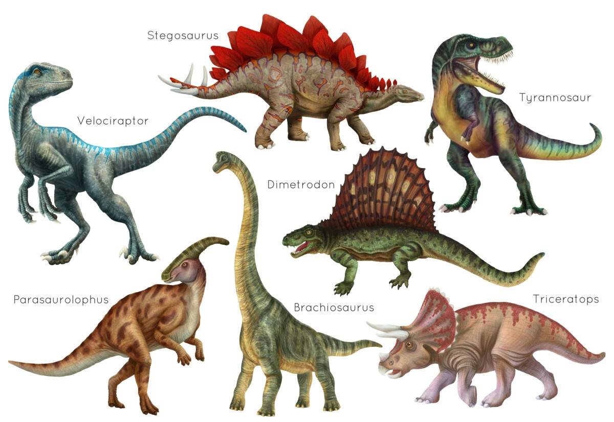 A dinosaur graphic with seven types of dinosaurs with their names beside them including Velociraptor, Stegosaurus, Tyrannosaurus, Parasaurolophus, Brontosaurus, Dimetrodon and Triceratops.