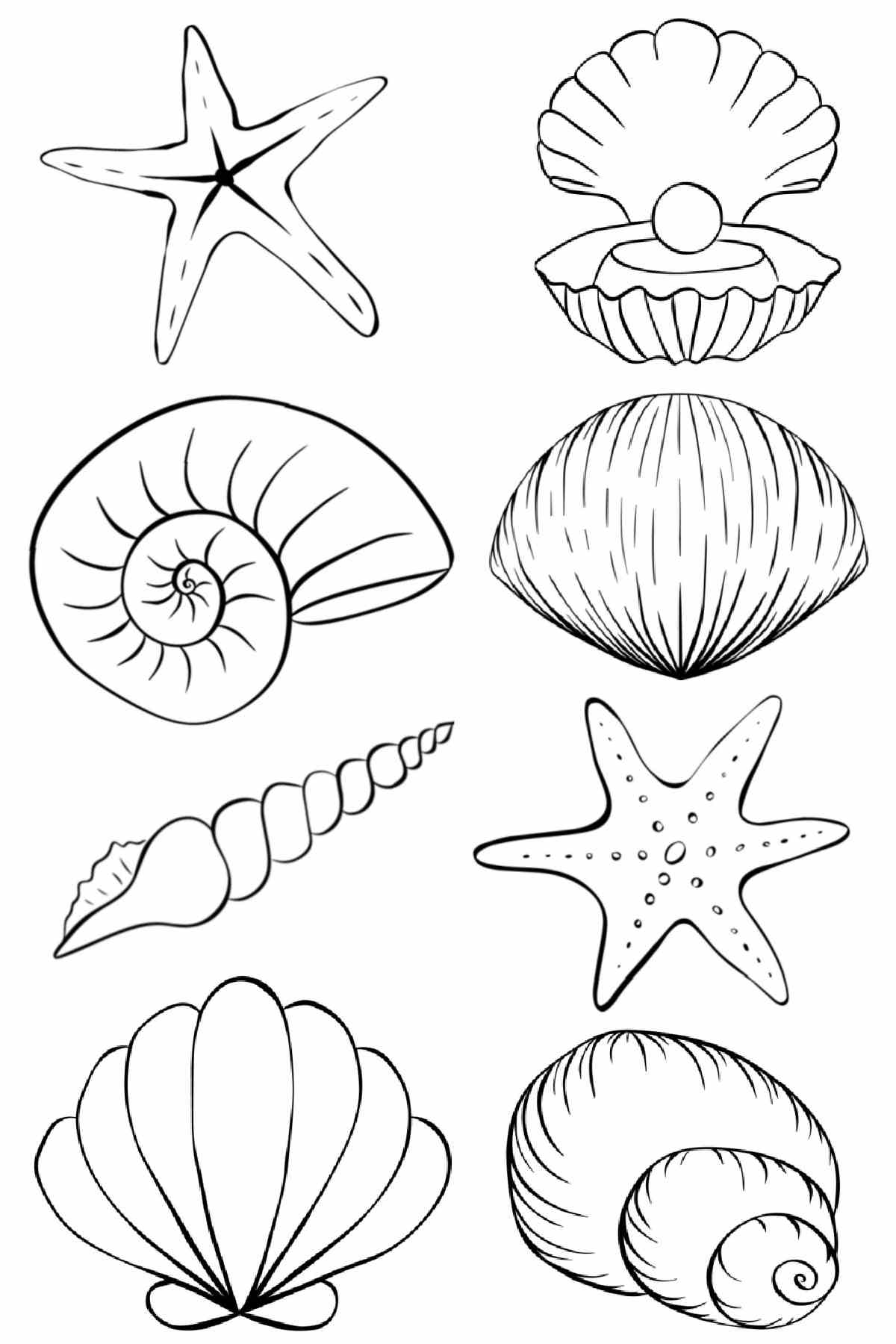 Get a Free Seashell Coloring Pages Printable A seashell coloring pages printable with eight large seashells and starfish lined up in two columns.