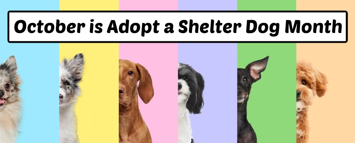 A text overlay that says October is Adopt a Shelter Dog Month, above six different dogs, each one against a bright colored background.