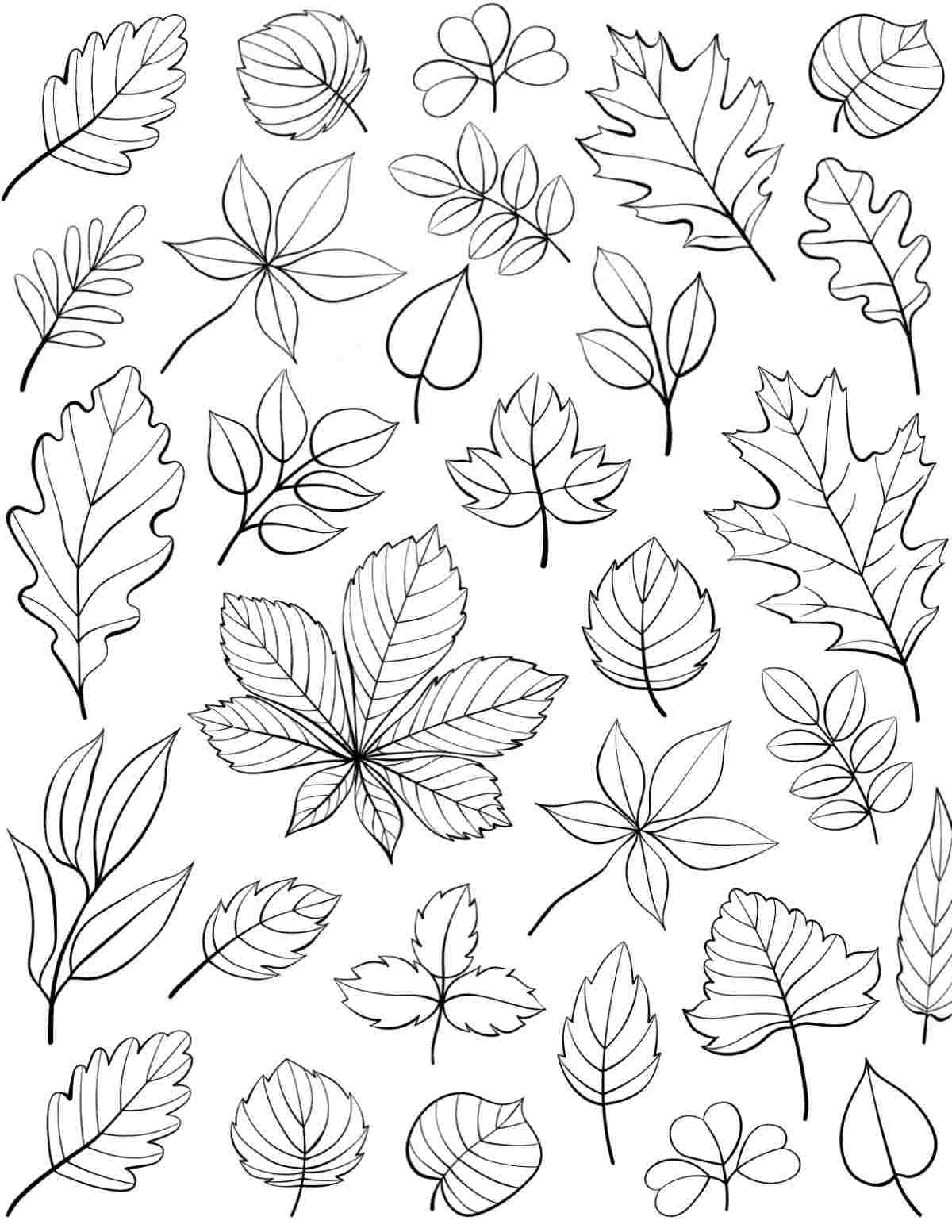 Get a Free Fall Leaf Coloring Pages Printable A fall leaves coloring sheets printable that has different types of fall leaves covering the entire image.