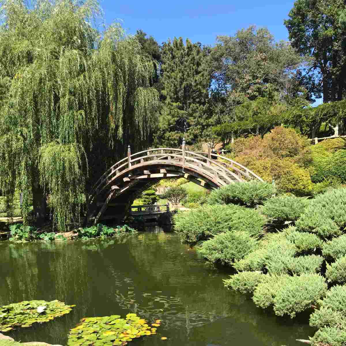 Huntington gardens A bridge over the water in the Huntington Botanical Gardens, with plenty of trees, bushes and water lilies visible.
