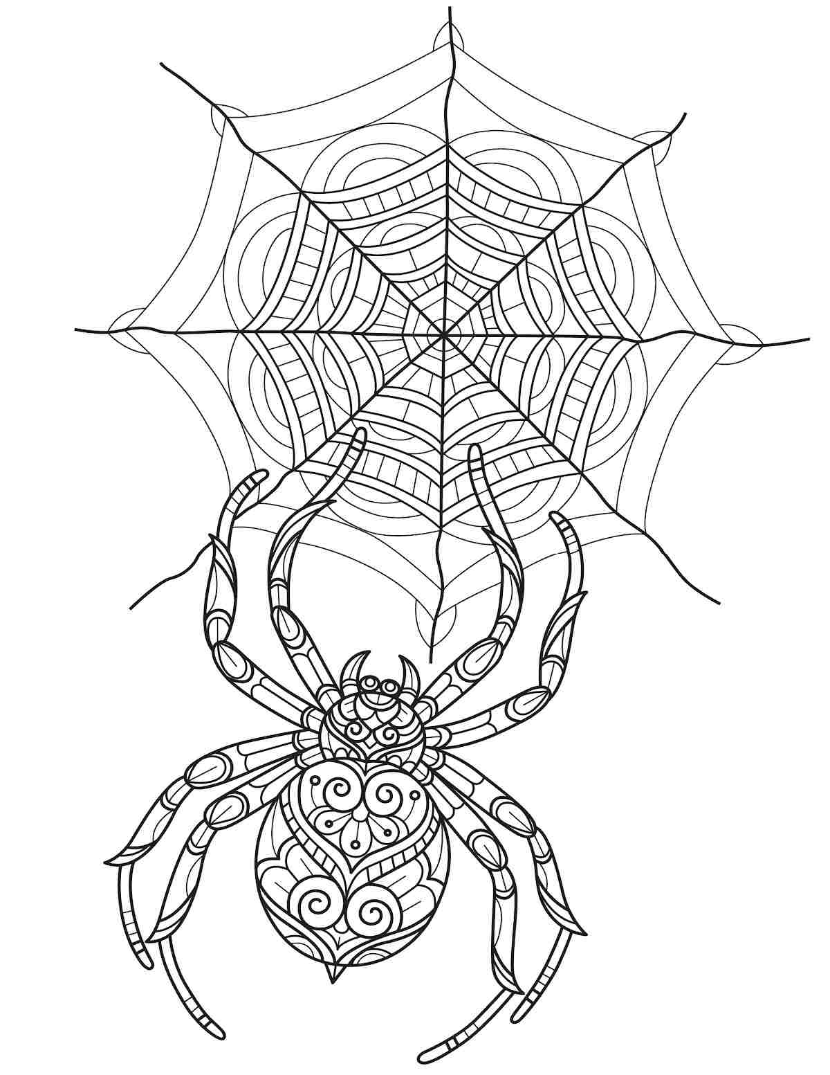 Free Printable Spider Coloring Pages A free printable spider coloring pages image with a large spider with an intricate design on its back touching a spider web.